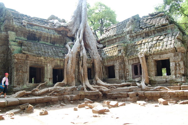 Ta Prohm eaten alive by trees